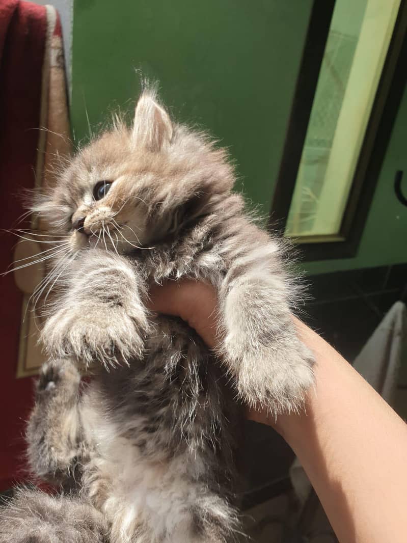 kitten 2