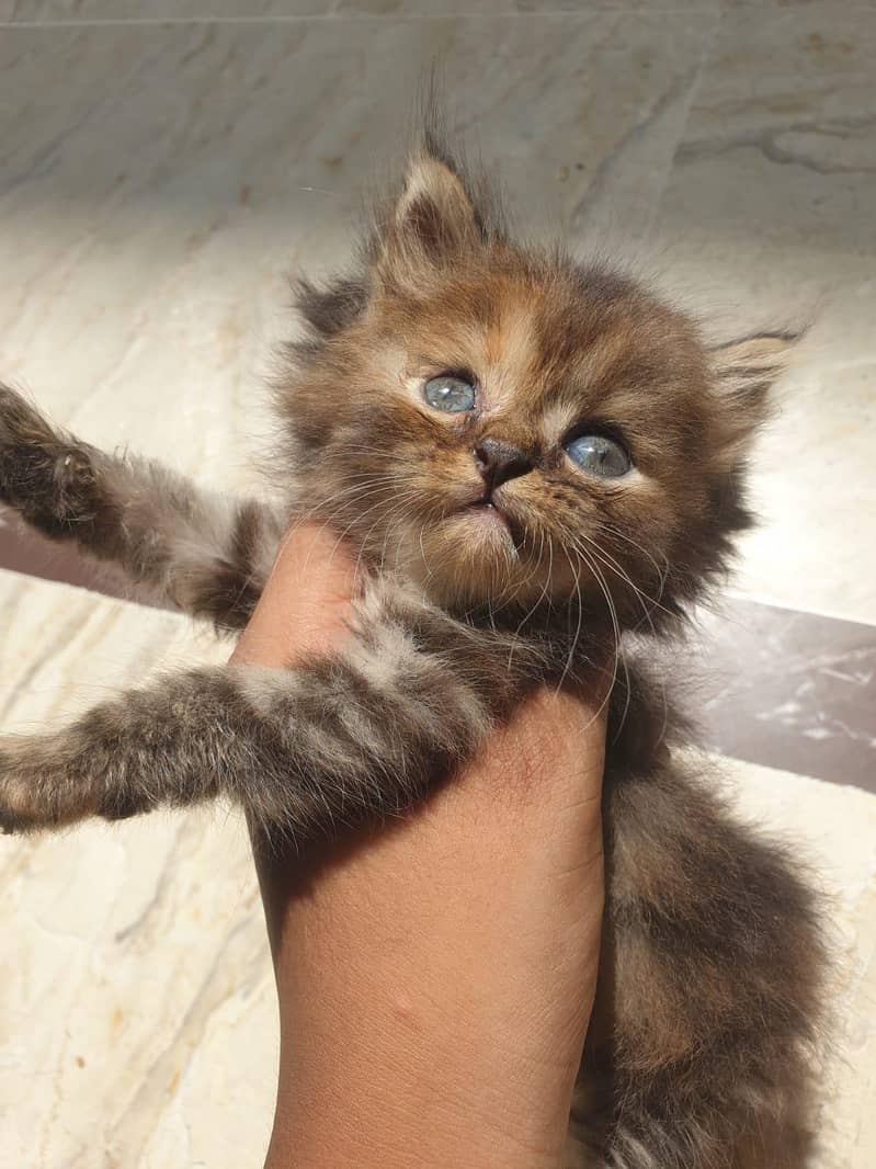 kitten 3