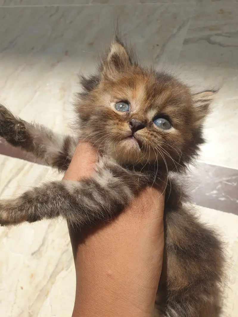 kitten — photo 4