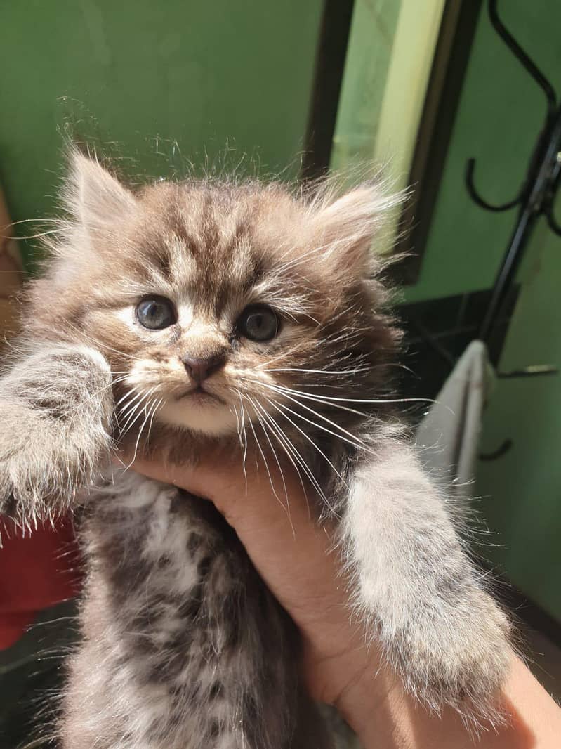 kitten 4