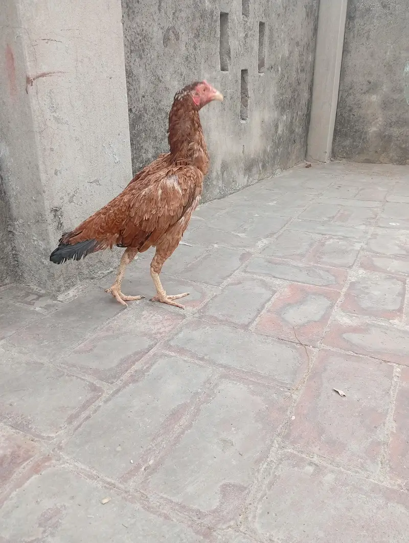 aseel murgi forsale — photo 2