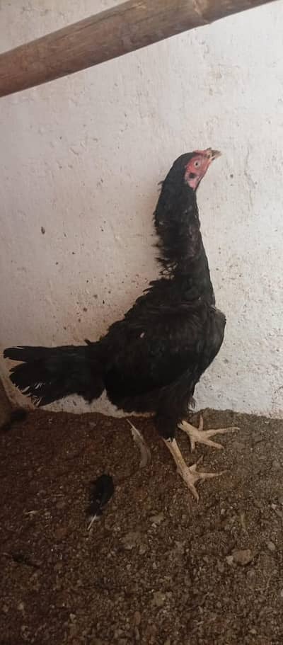 selling my alll hens and chicks
