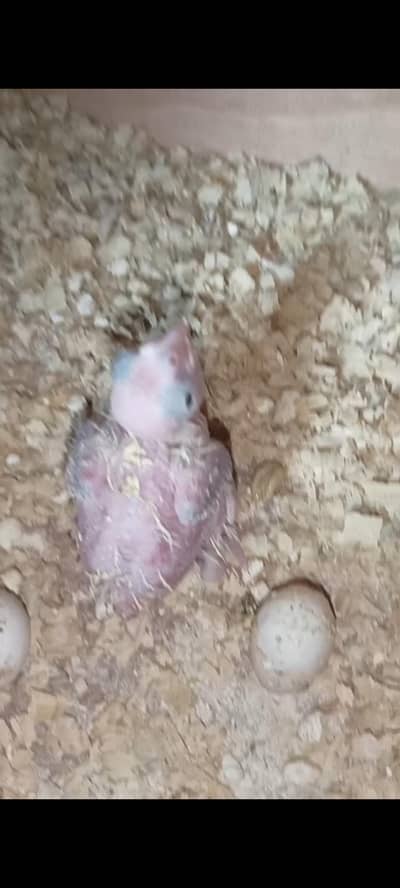 Exhibition pair and 4 cocktail chicks for sale in Islamabad