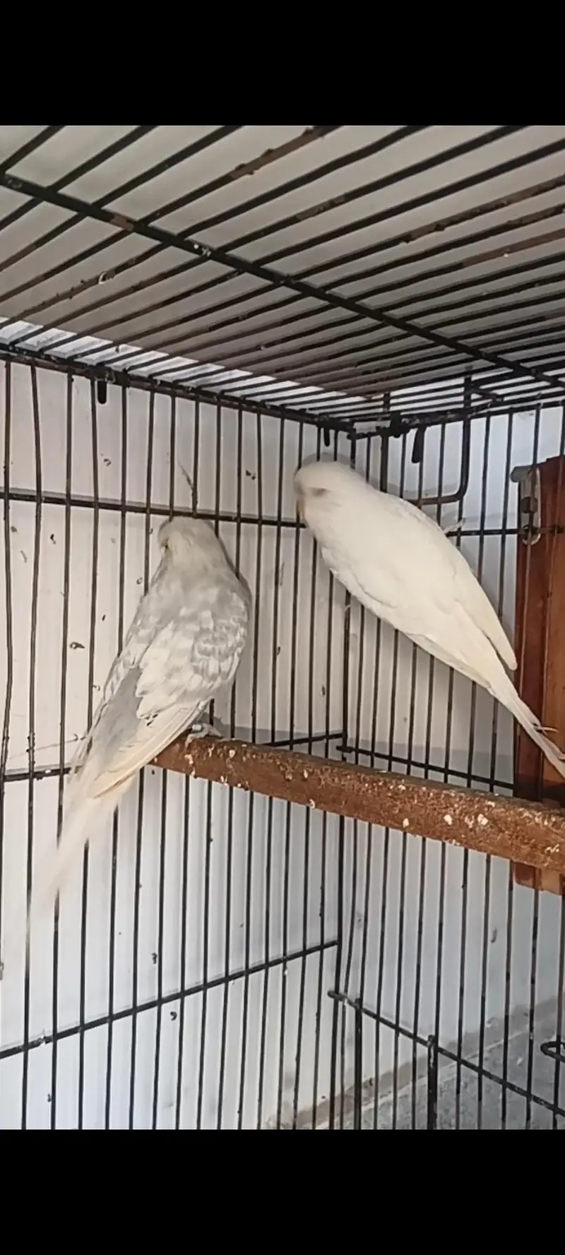 Exhibition pair and 4 cocktail chicks for sale in Islamabad — photo 3