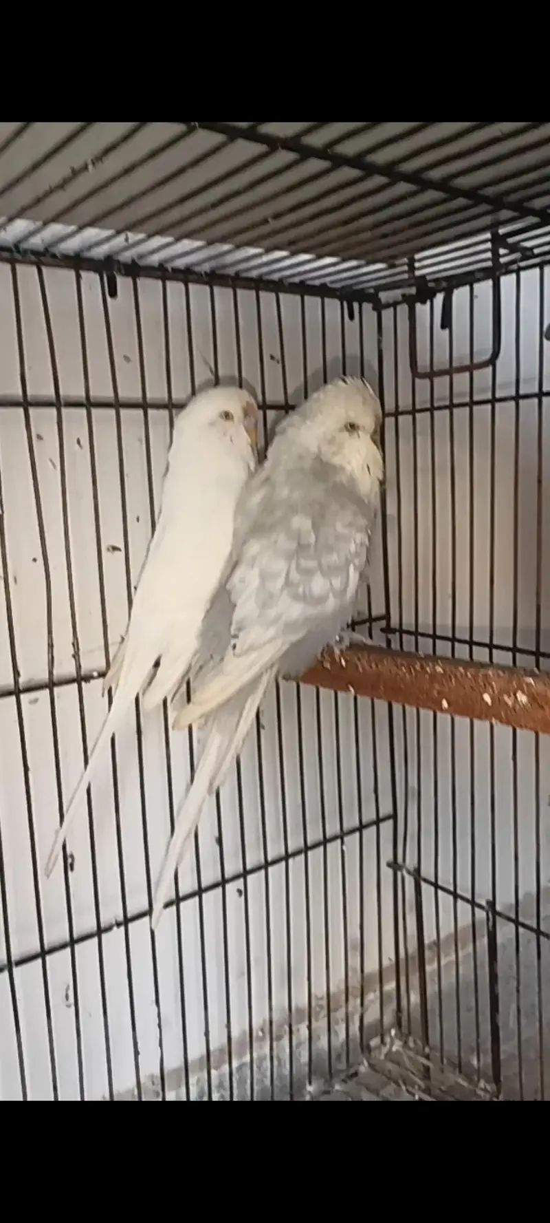 Exhibition pair and 4 cocktail chicks for sale in Islamabad — photo 4