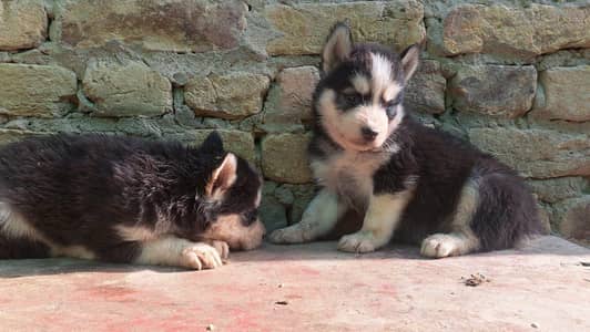 Siberian Husky