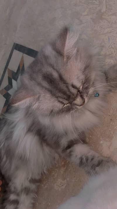Persian cat for sale