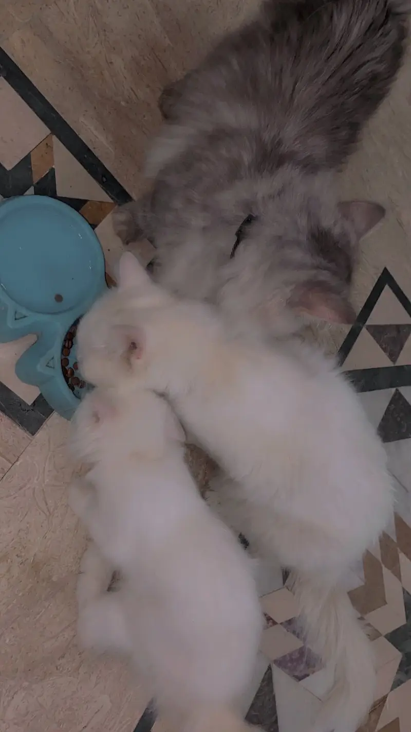 Persian cat for sale — photo 2