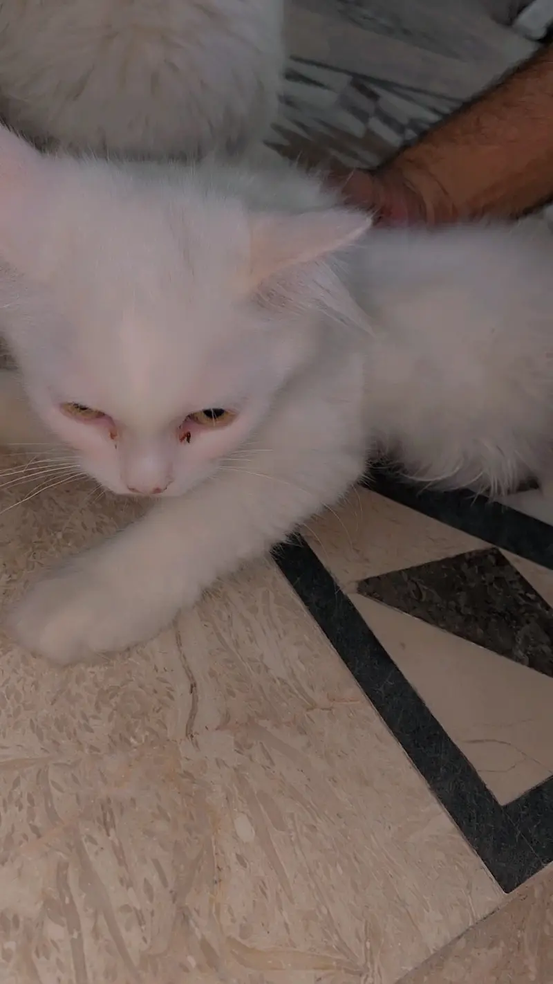 Persian cat for sale — photo 3