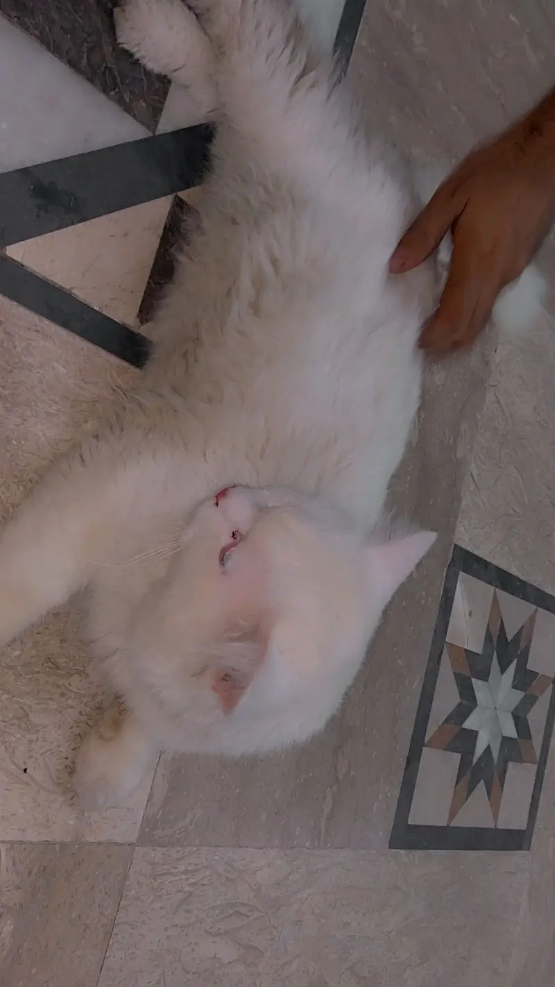 Persian cat for sale — photo 4
