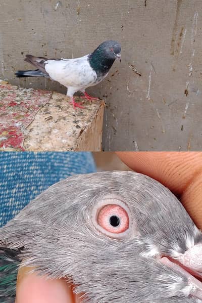 all breed available total 12 kabutar he