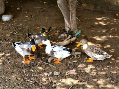 2 pair of adult ducks