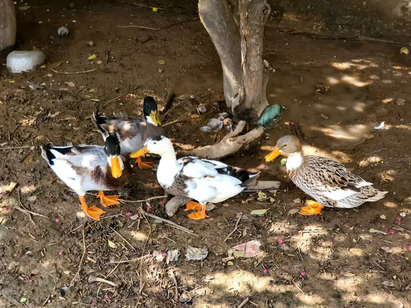 2 pair of adult ducks