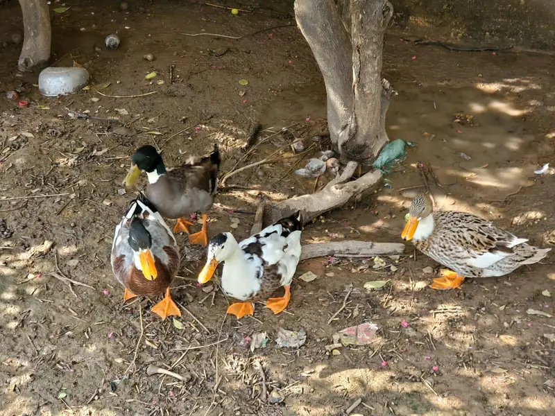 2 pair of adult ducks — photo 2