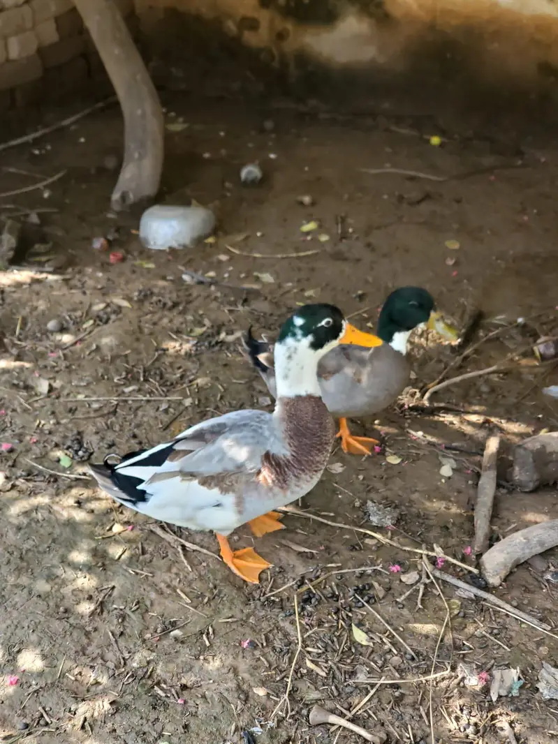 2 pair of adult ducks — photo 3