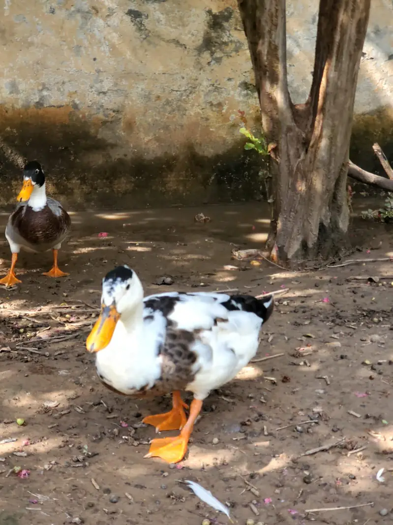 2 pair of adult ducks — photo 4