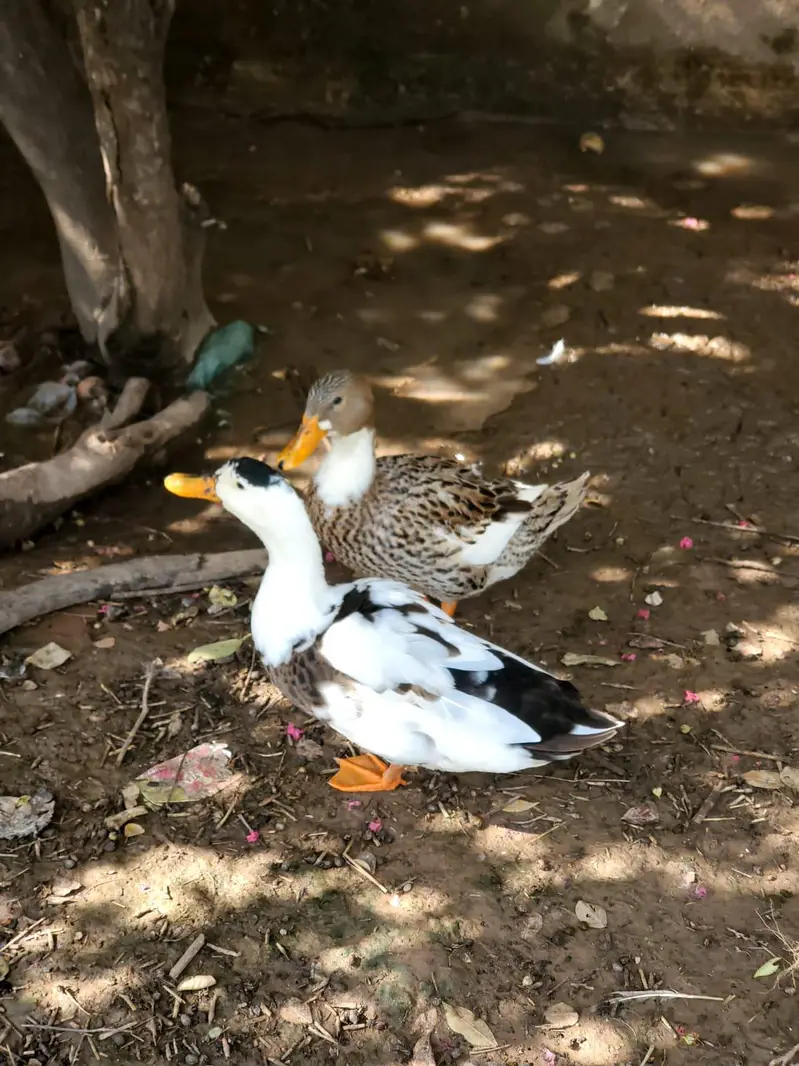2 pair of adult ducks — photo 5