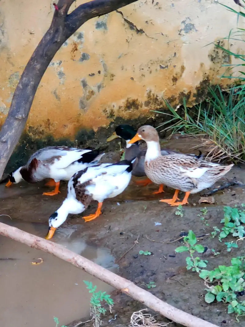 2 pair of adult ducks — photo 6