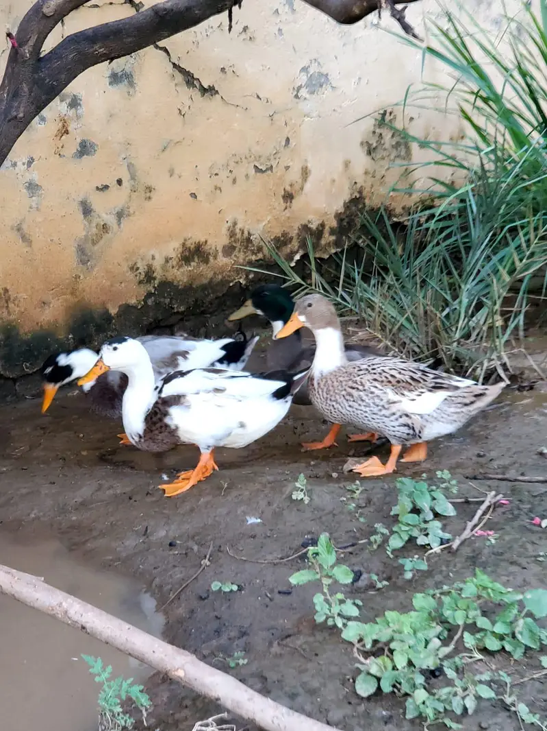 2 pair of adult ducks — photo 7