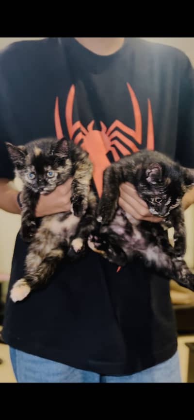 3 coated Doll face Persian cats