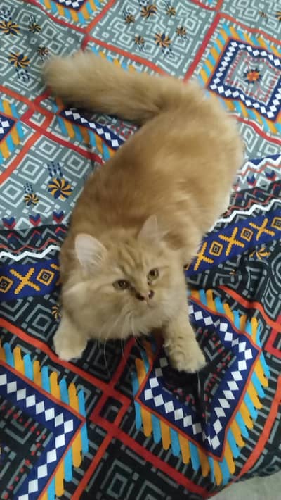 Female kitten 7month for sale active healthy loving playful
