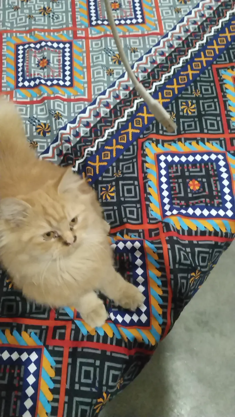Female kitten 7month for sale active healthy loving playful — photo 2