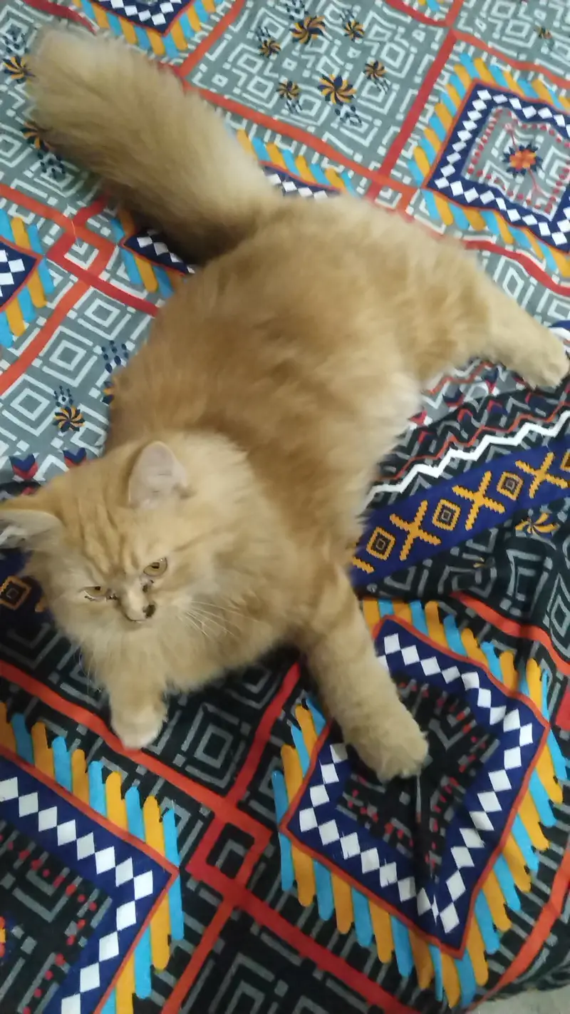 Female kitten 7month for sale active healthy loving playful — photo 3