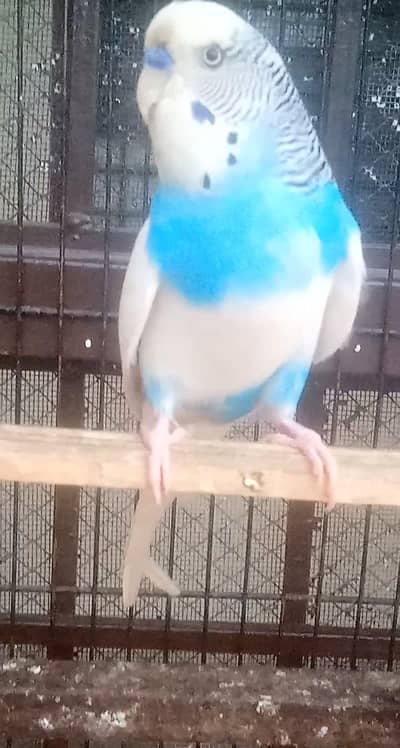 King size under exi breeder male for sale location Rawalpindi