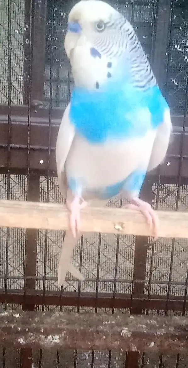 King size under exi breeder male for sale location Rawalpindi — photo 2