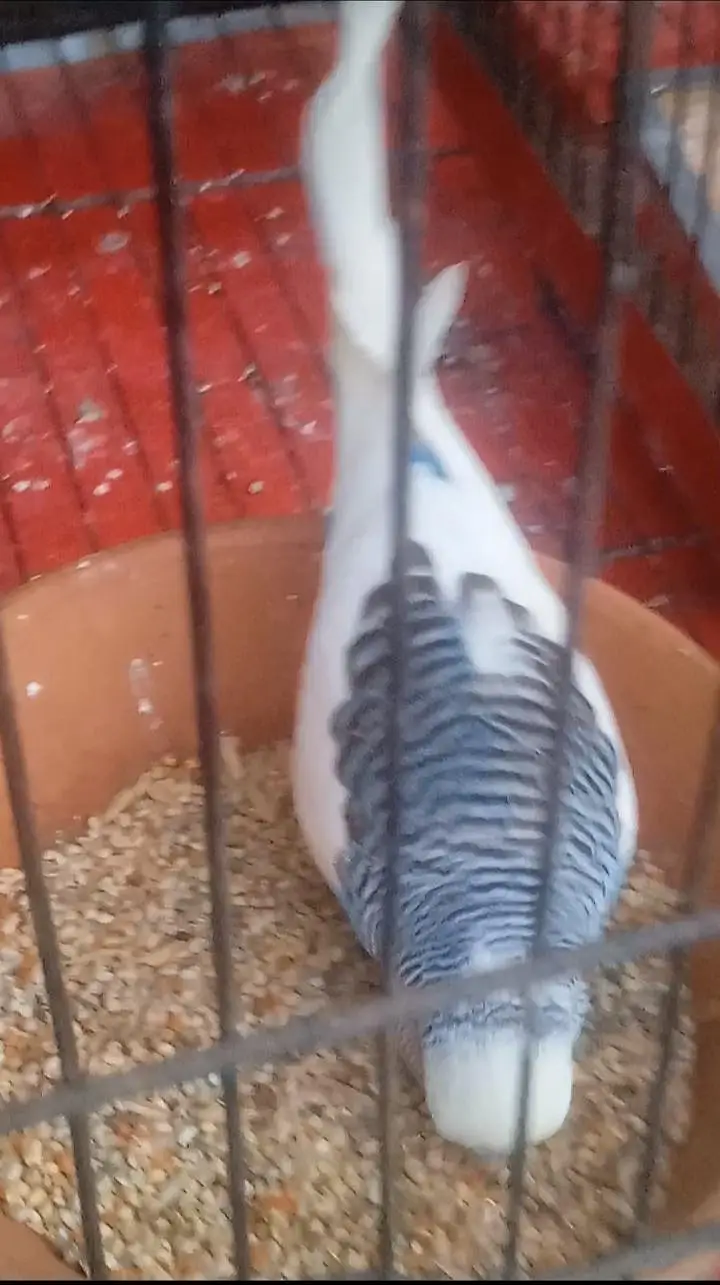King size under exi breeder male for sale location Rawalpindi — photo 4