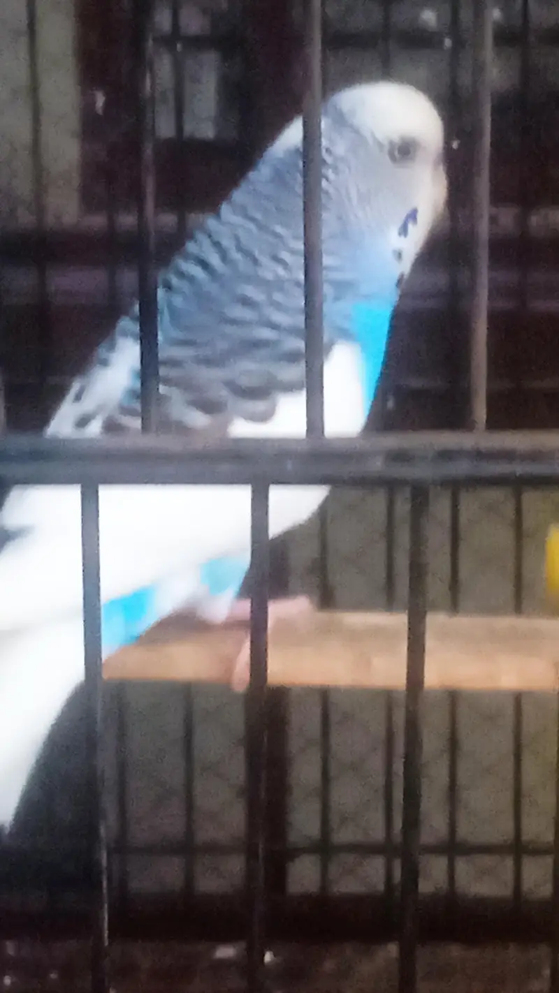 King size under exi breeder male for sale location Rawalpindi — photo 5