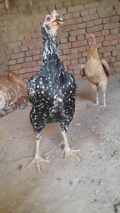 asel murghi for sale