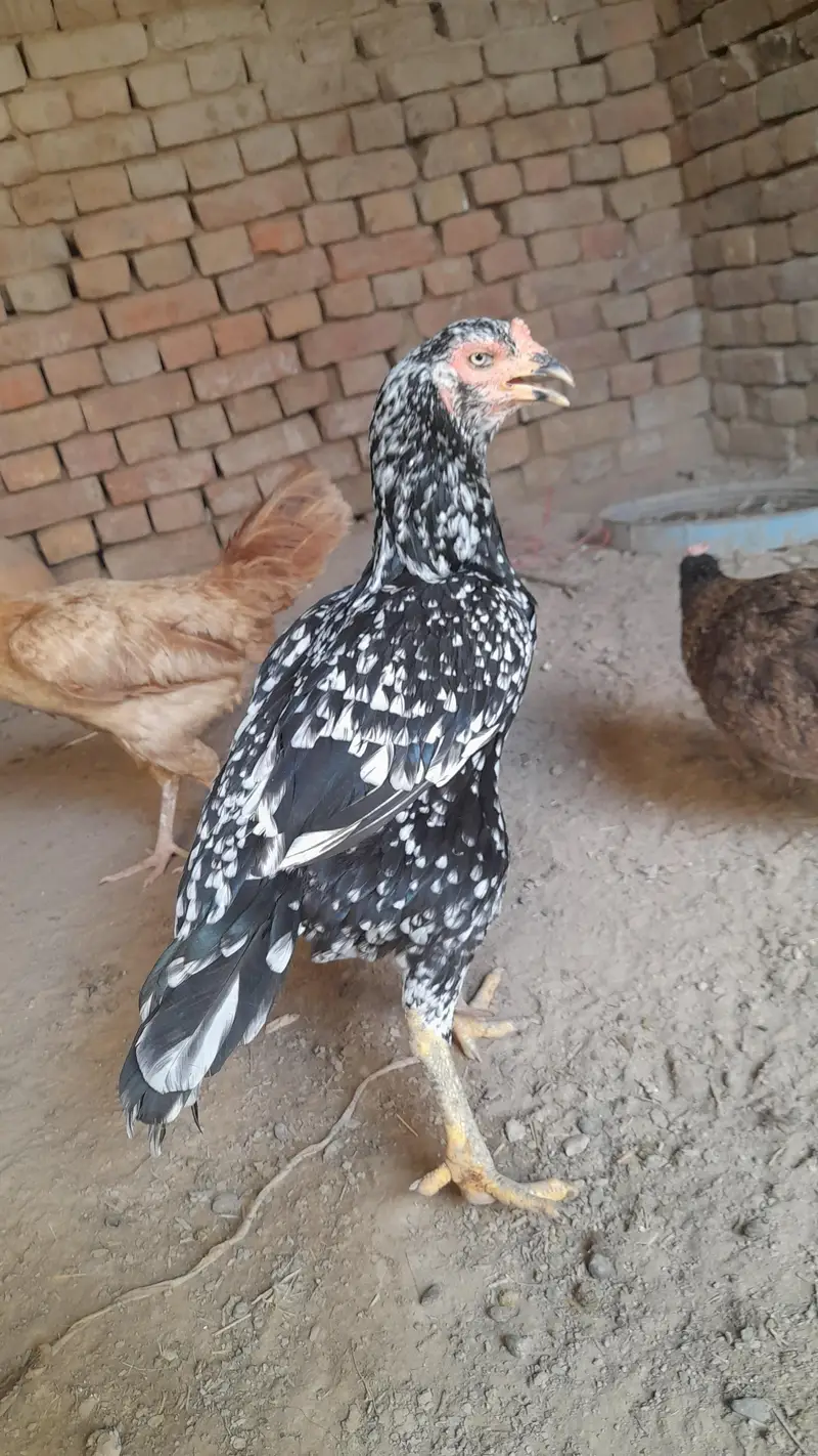 asel murghi for sale — photo 2