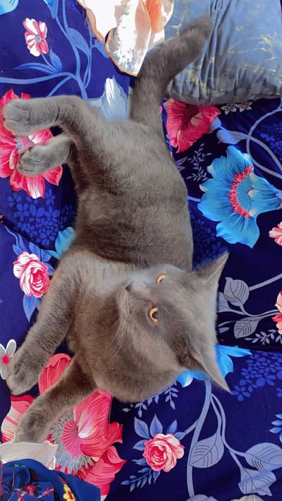 Russian cate