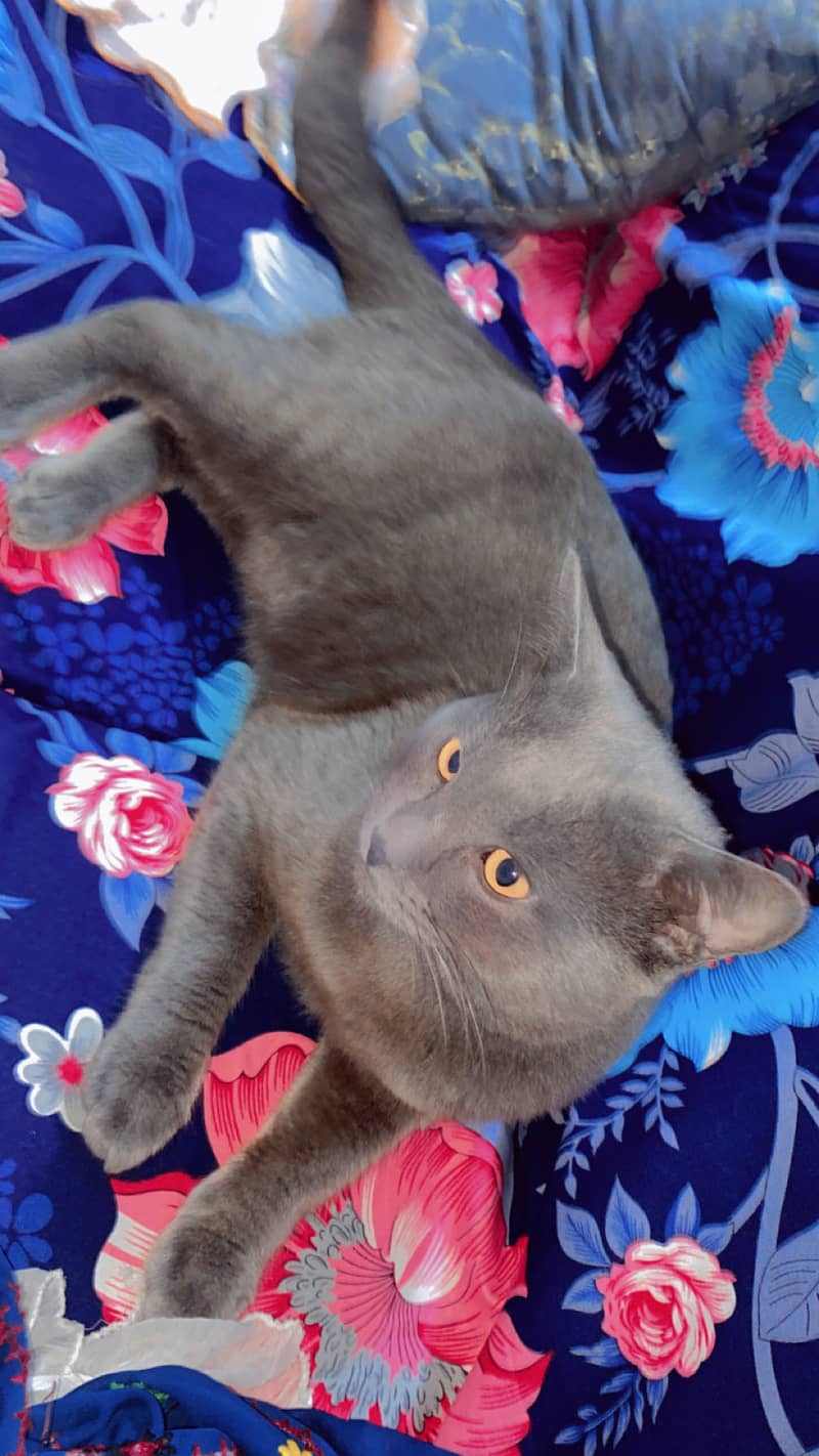 Russian cate 1