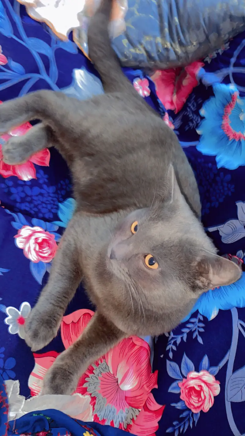 Russian cate — photo 2