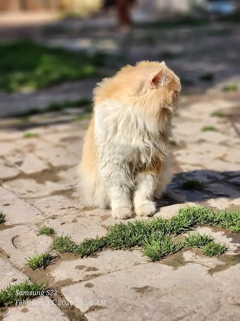 Cat for sell persion — photo 2