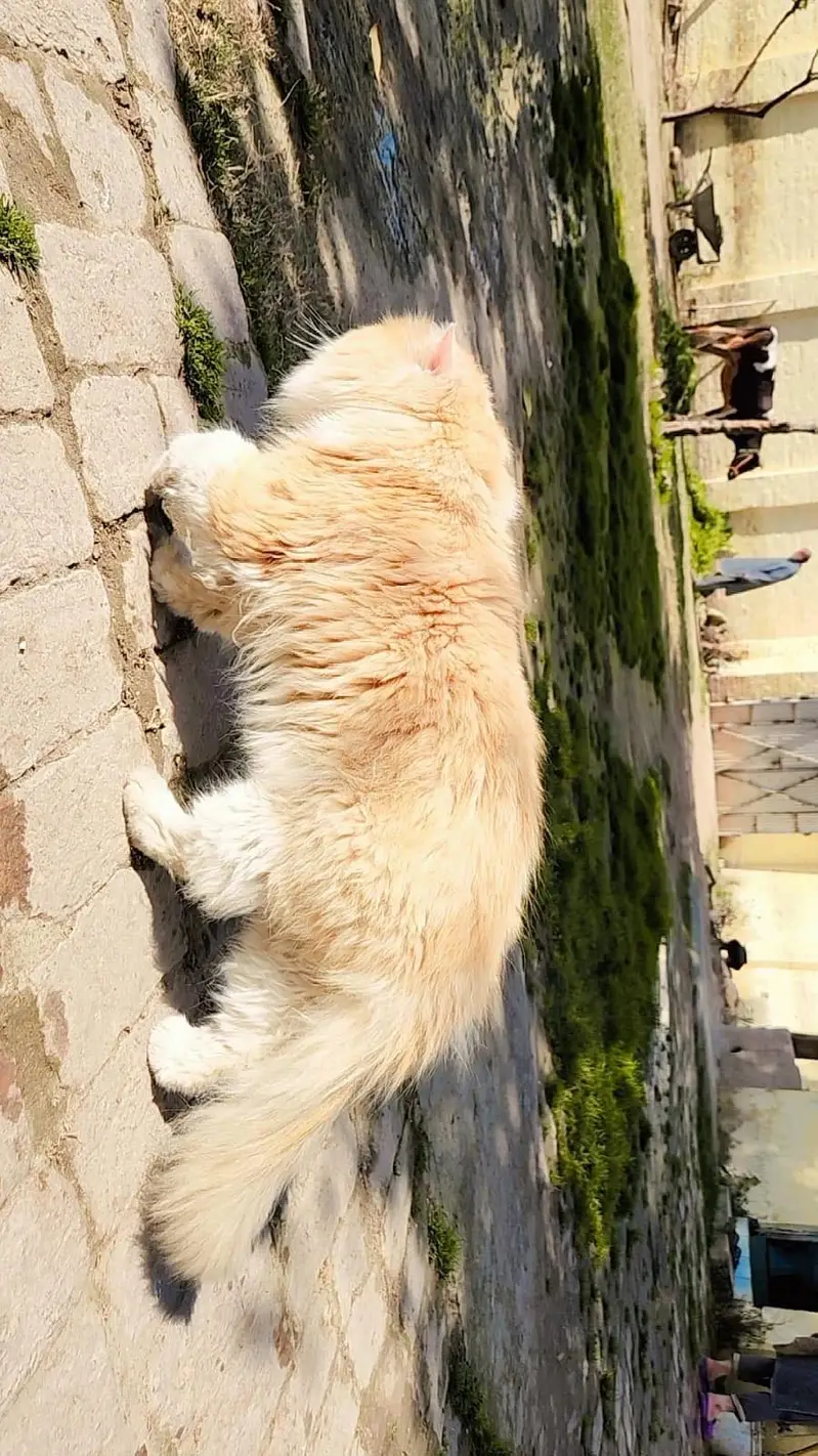 Cat for sell persion — photo 3