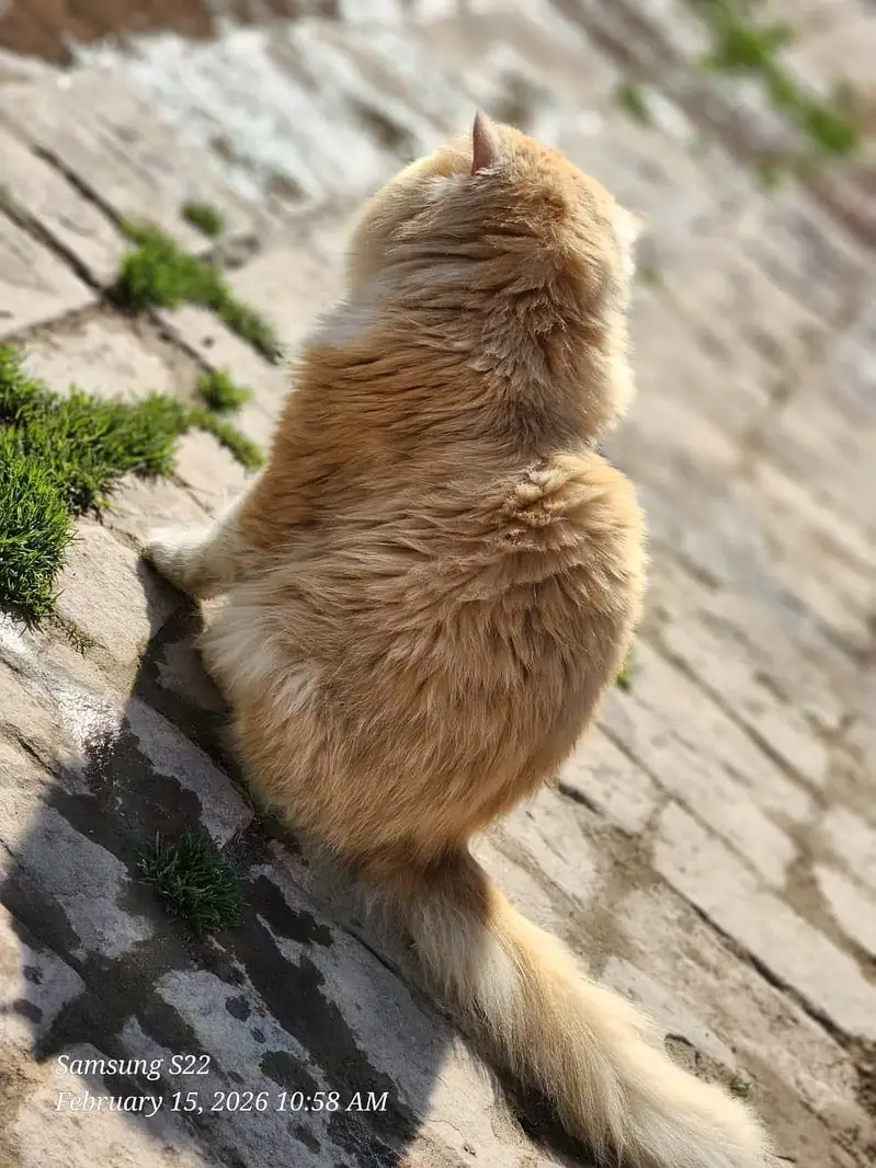 Cat for sell persion — photo 4