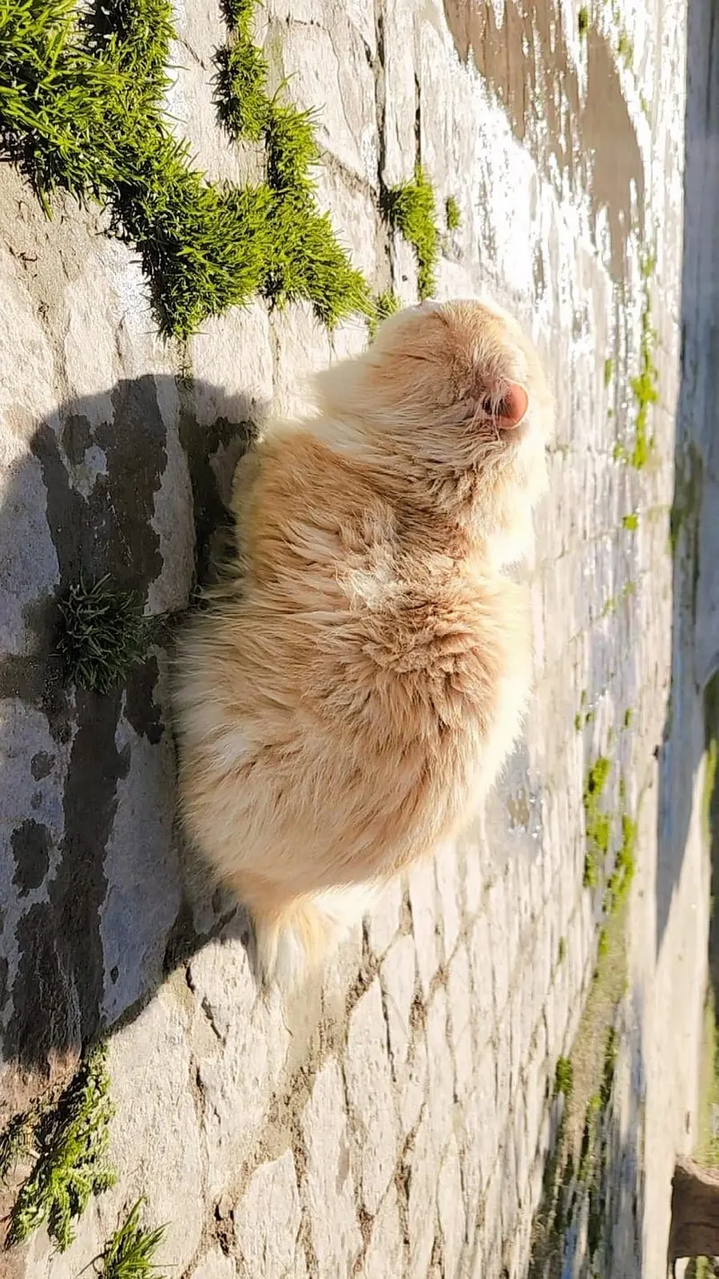 Cat for sell persion — photo 5