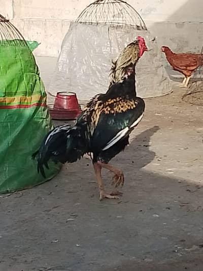 Sava Java murga urgent for sale