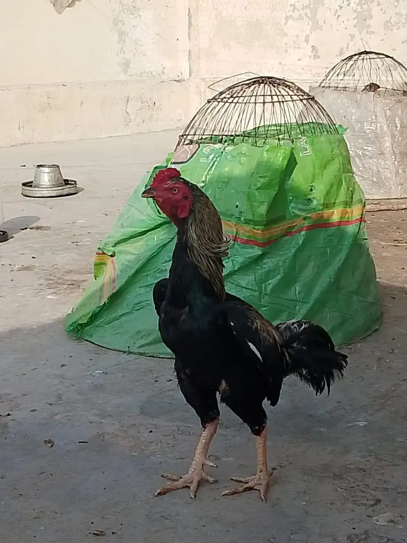 Sava Java murga urgent for sale — photo 2