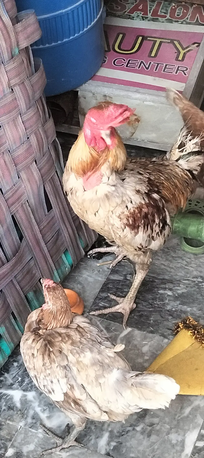Hen aseel — photo 2