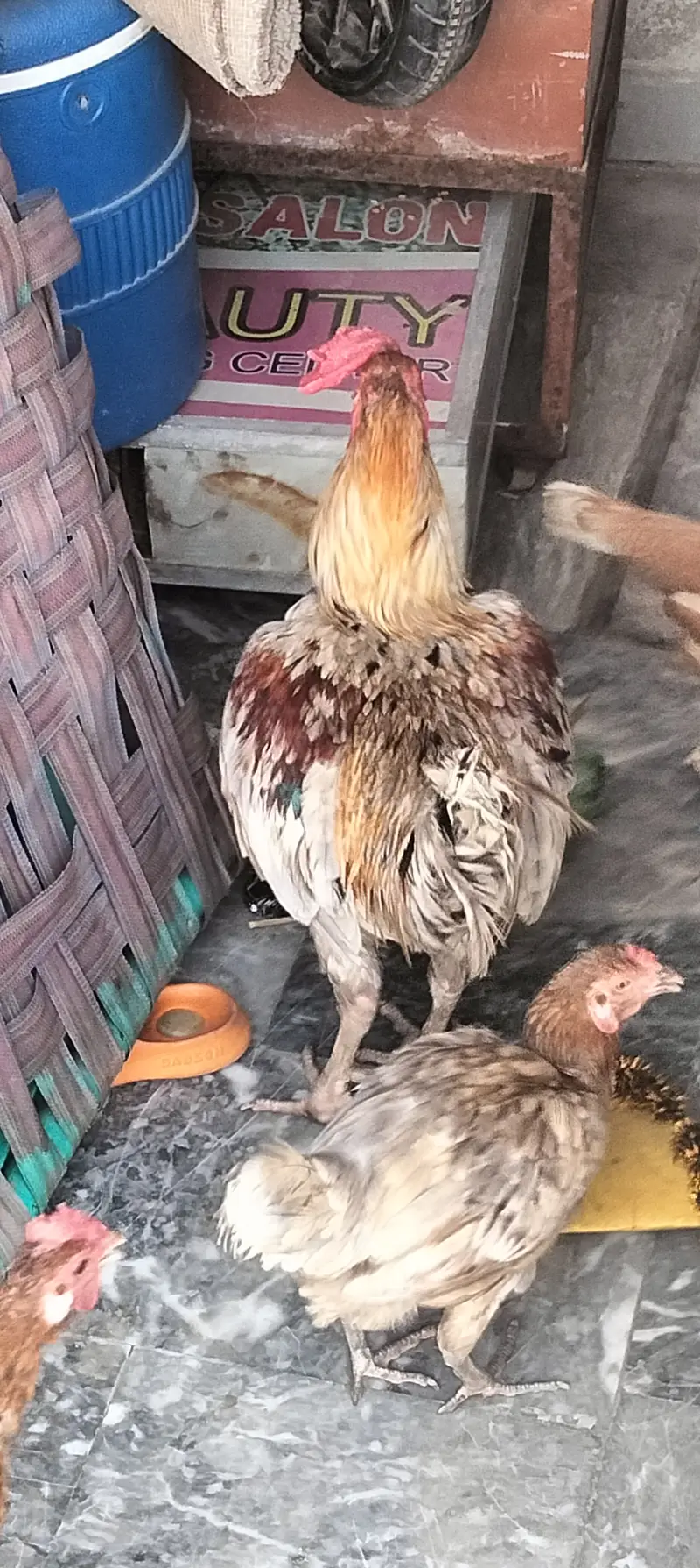 Hen aseel — photo 3