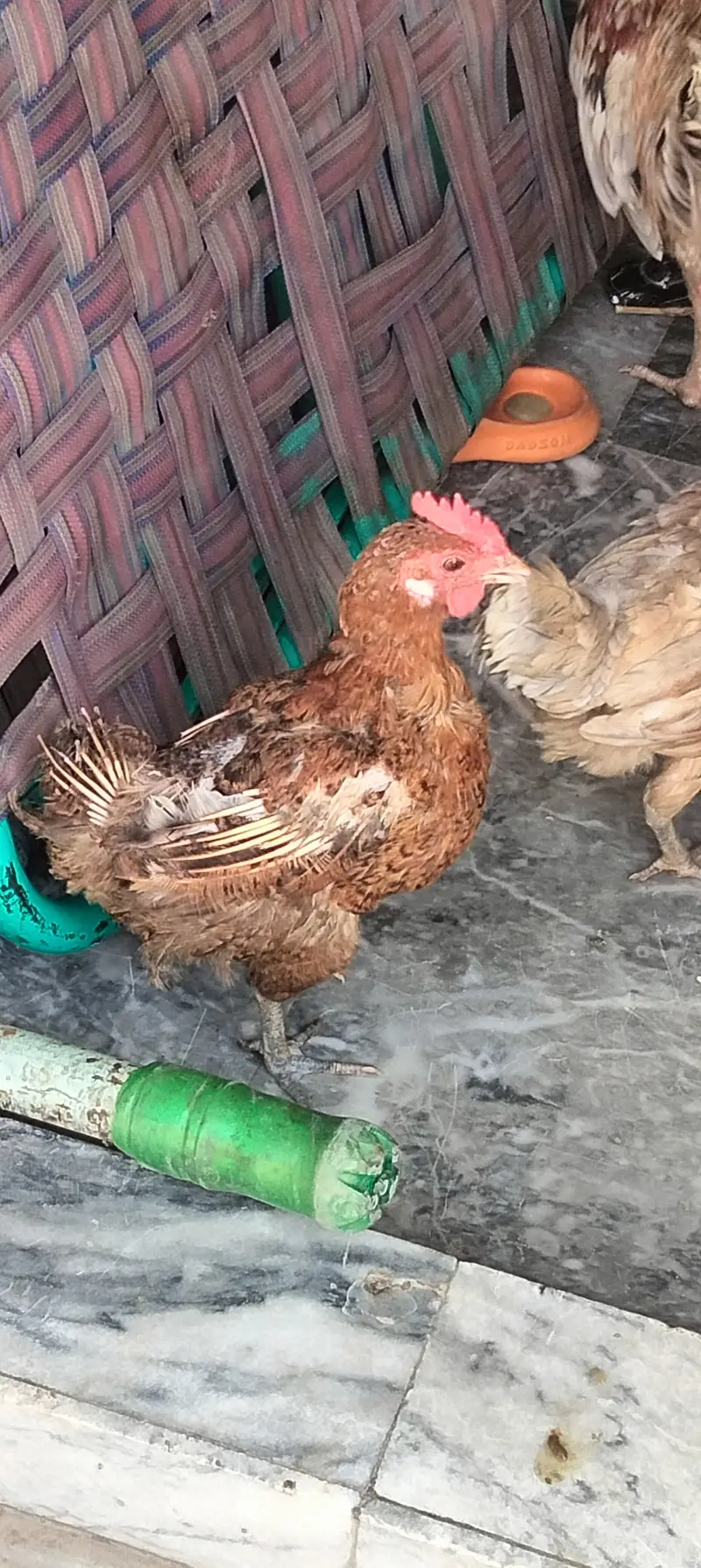 Hen aseel — photo 5