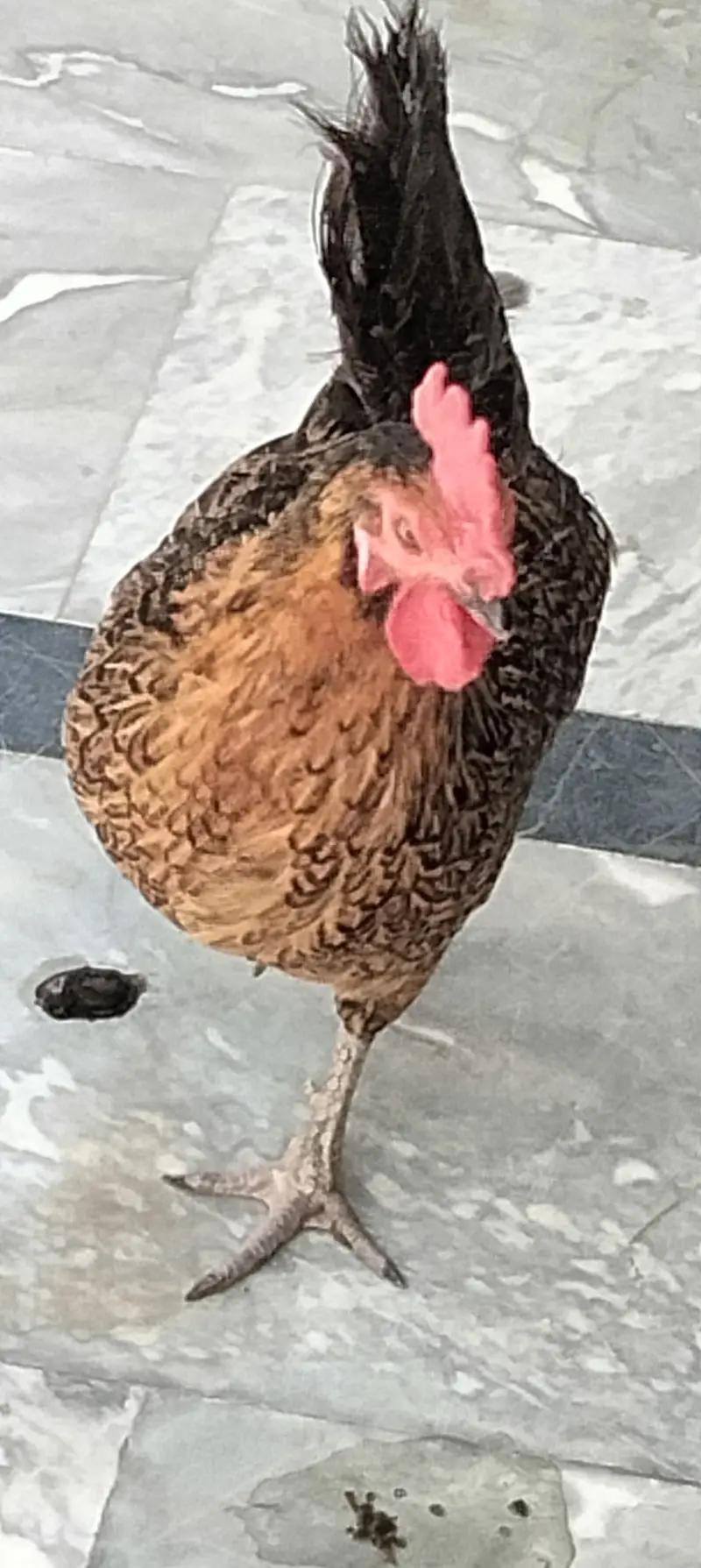 Hen aseel — photo 6