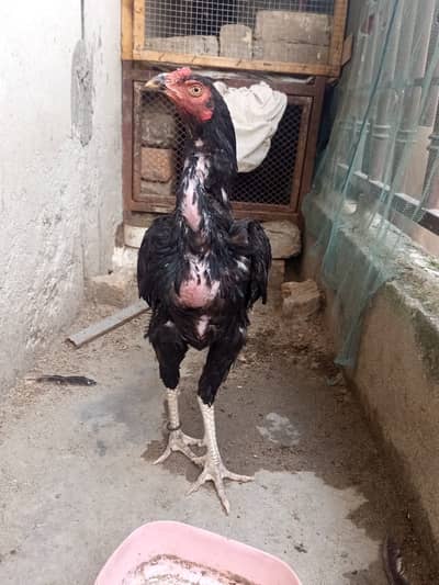 Aseel mianwali morghi for sale urgent