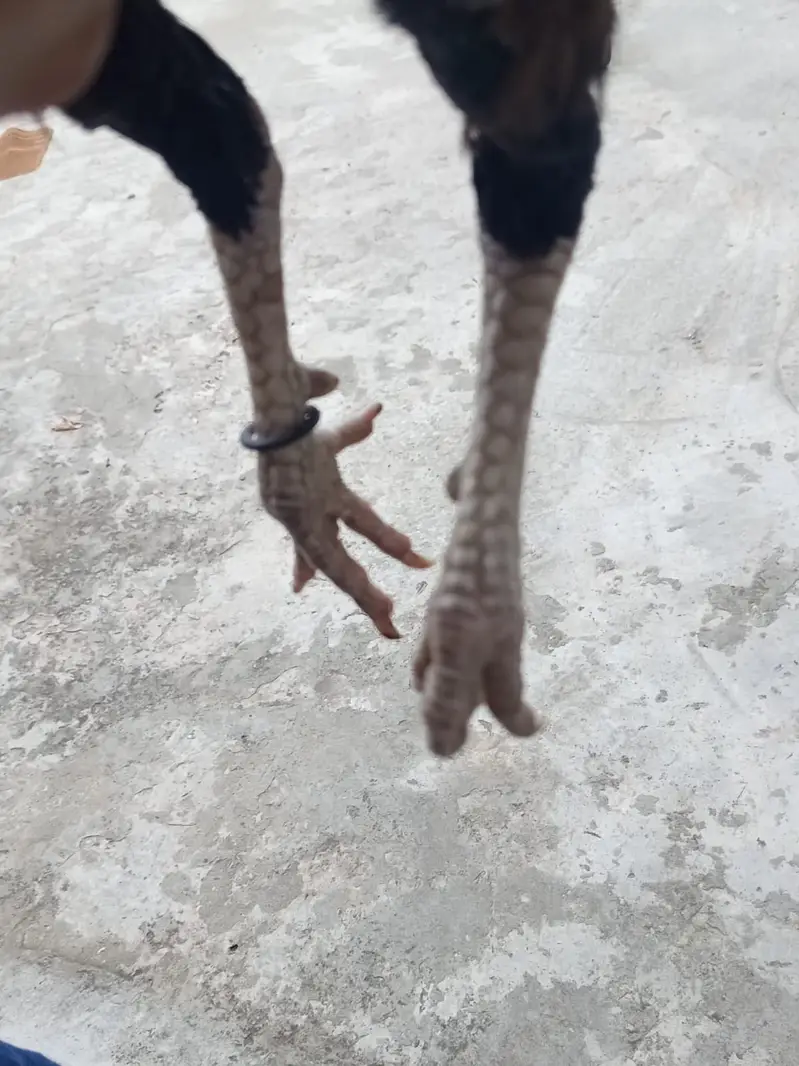 Aseel mianwali morghi for sale urgent — photo 2