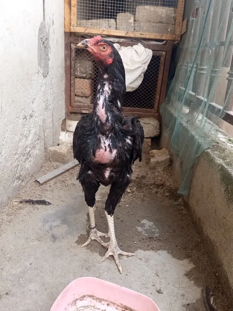 Aseel mianwali morghi for sale urgent — photo 3