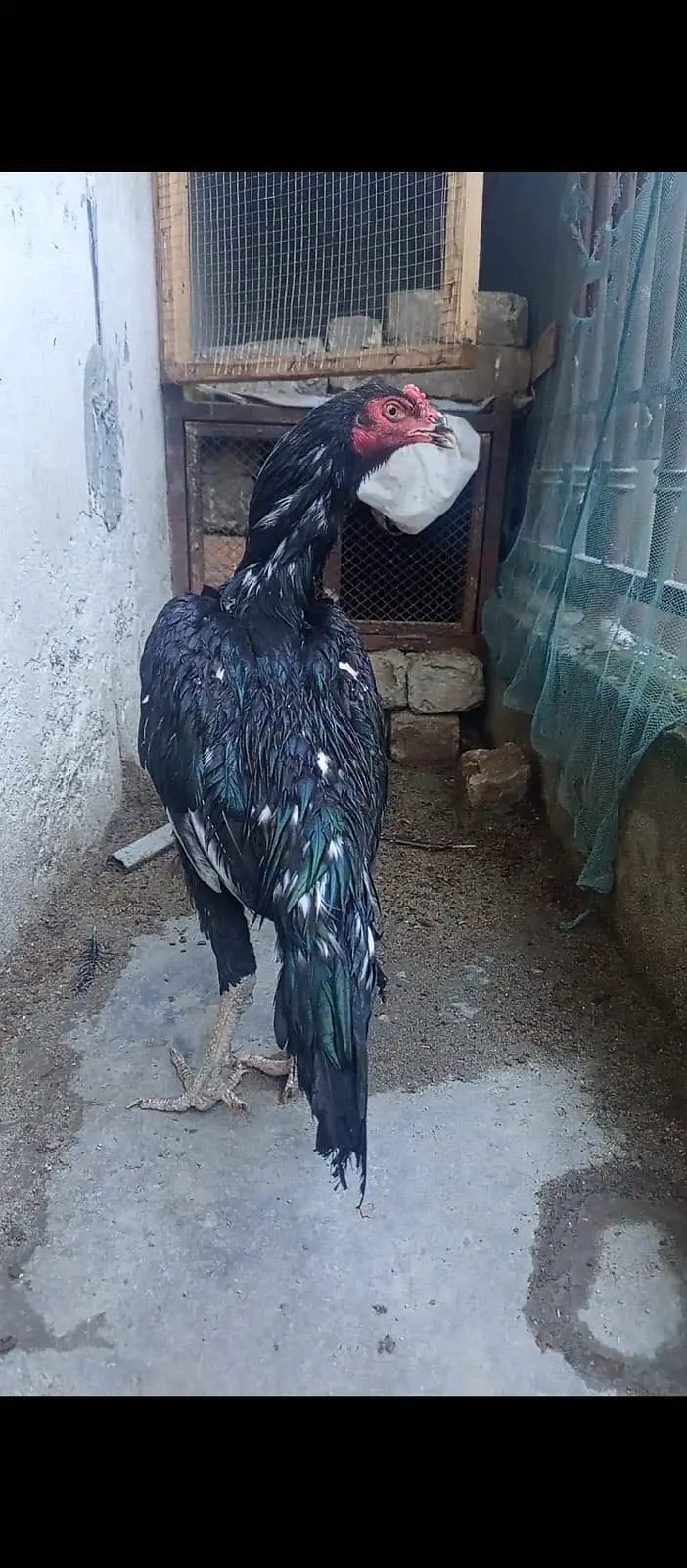 Aseel mianwali morghi for sale urgent — photo 4